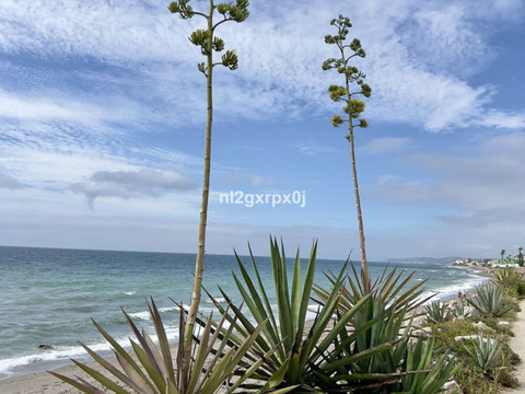 img_R5010286_1230gp0os1do